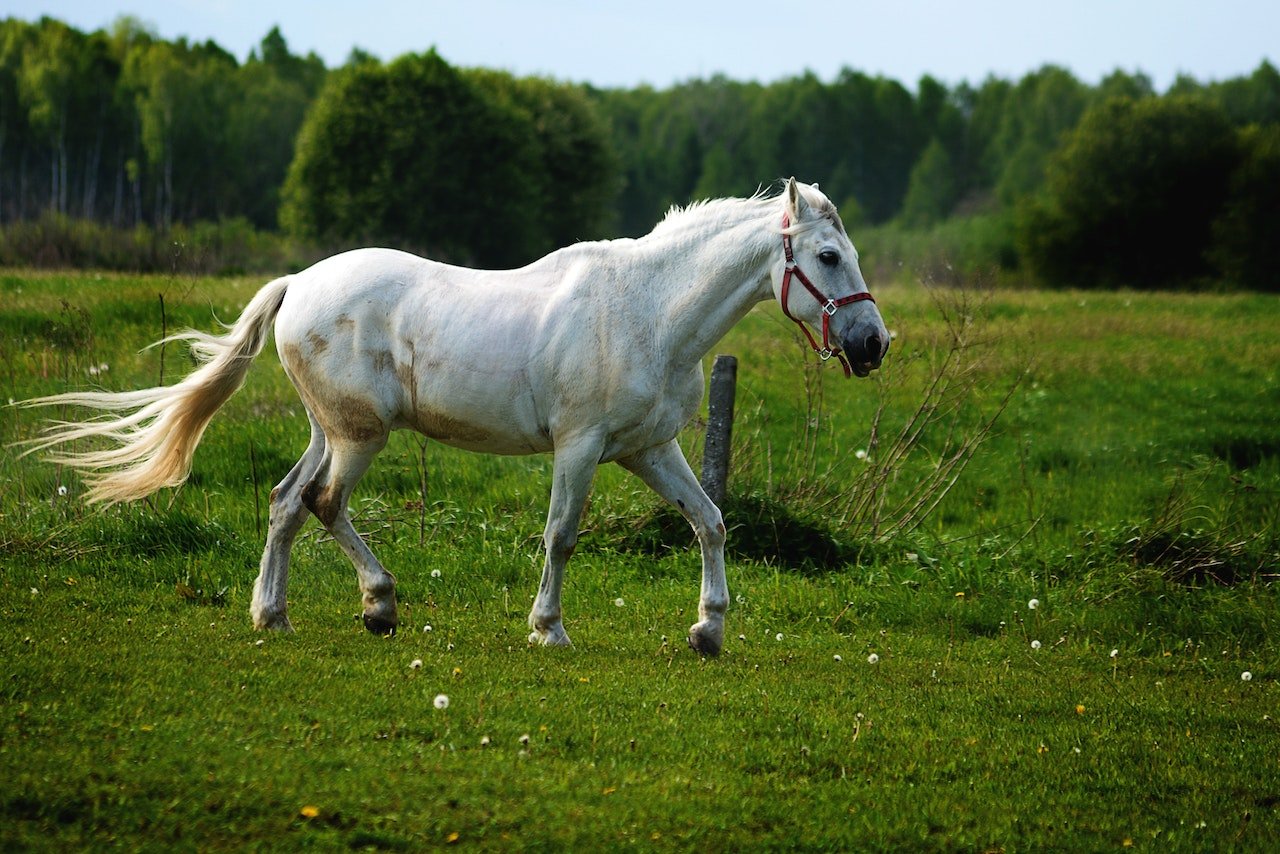 Sonhar com cavalo. Significado 